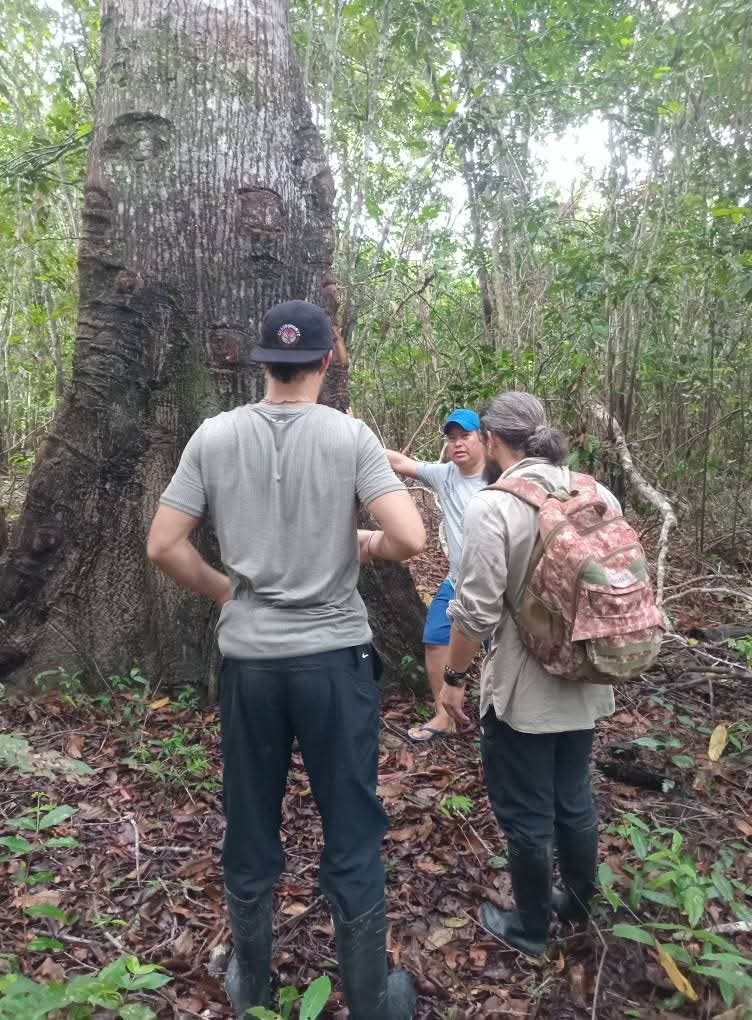 Walkers beside an enormous buttressed jungle tree