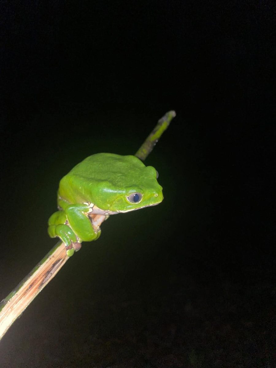 A green tree frog on a branch at night