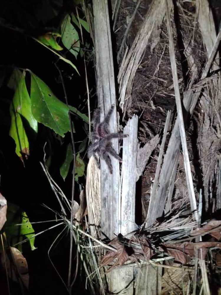 A tarantula on palm bark