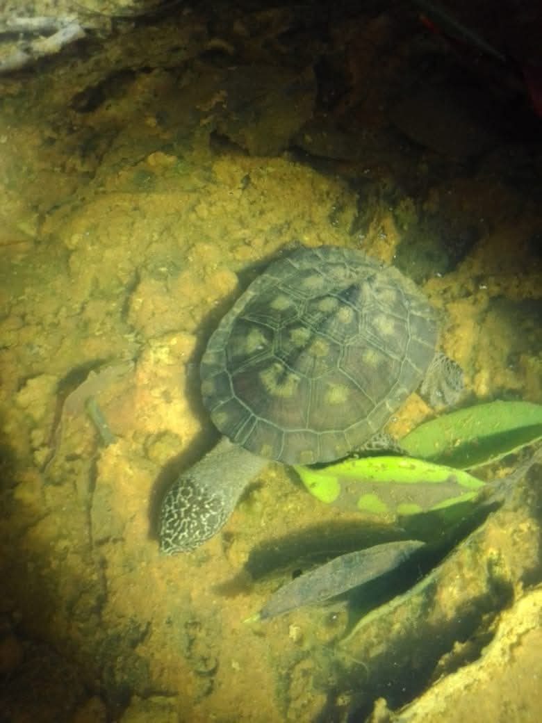 A river turtle underwater among small fish